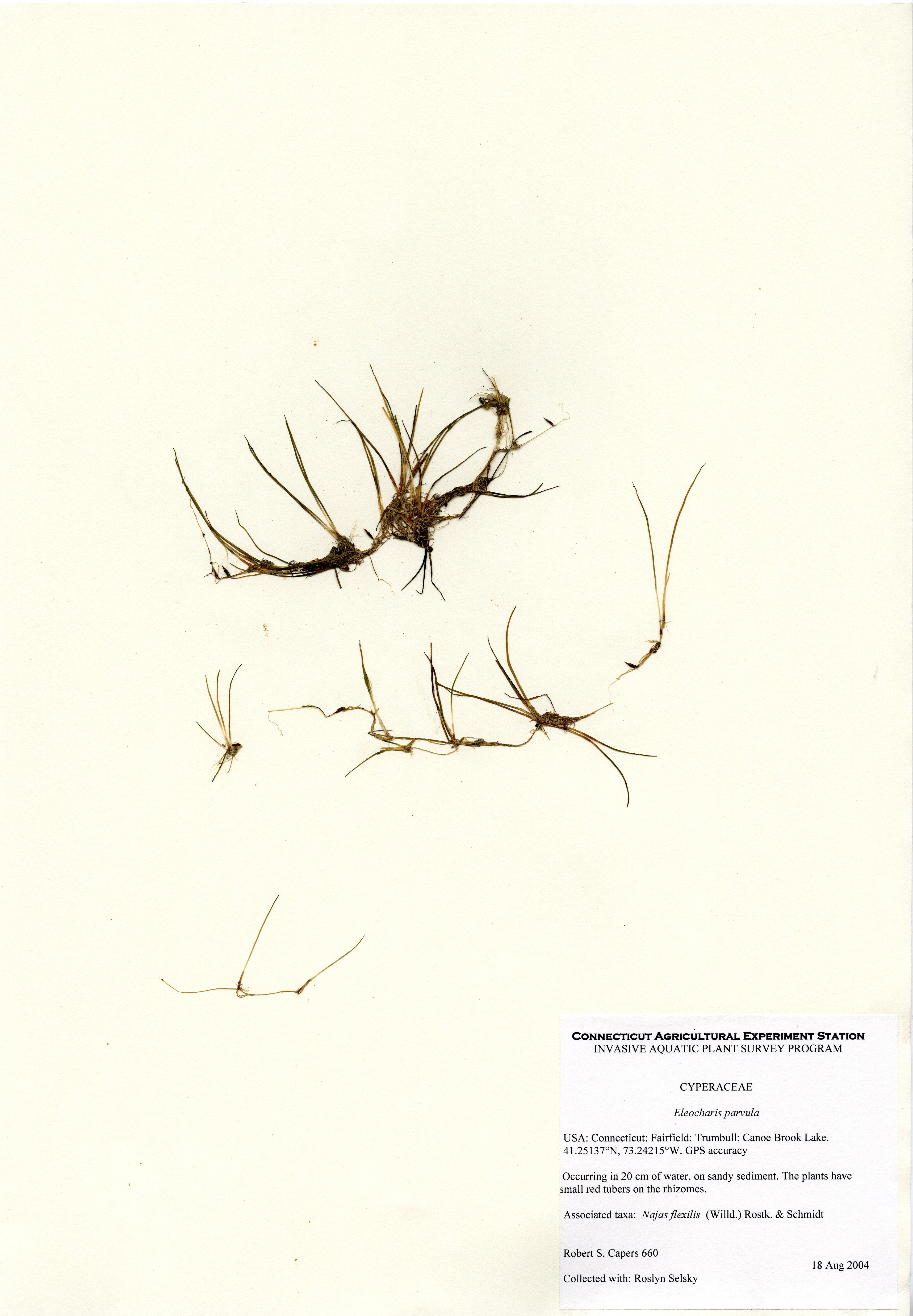 Eleocharis parvula, Canoe Brook Lake in Trumbull, August 18, 2004