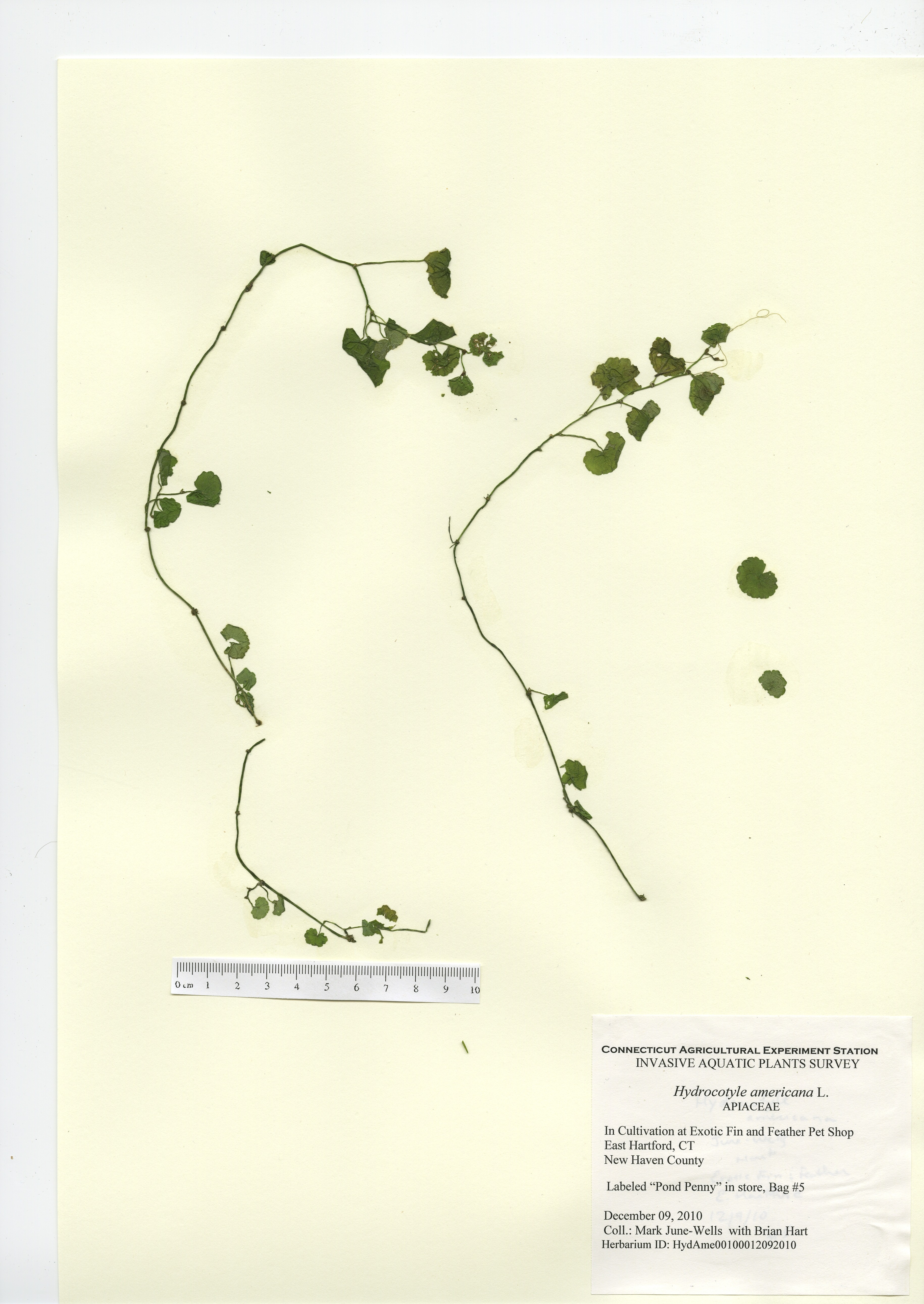 Hydrocotyle americana, in cultivation at Exotic Fin and Feather Pet Shop in East Hartford, December 9, 2010