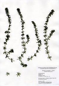 Hydrilla verticillata, Connecticut River, Haddam, October 1, 2018