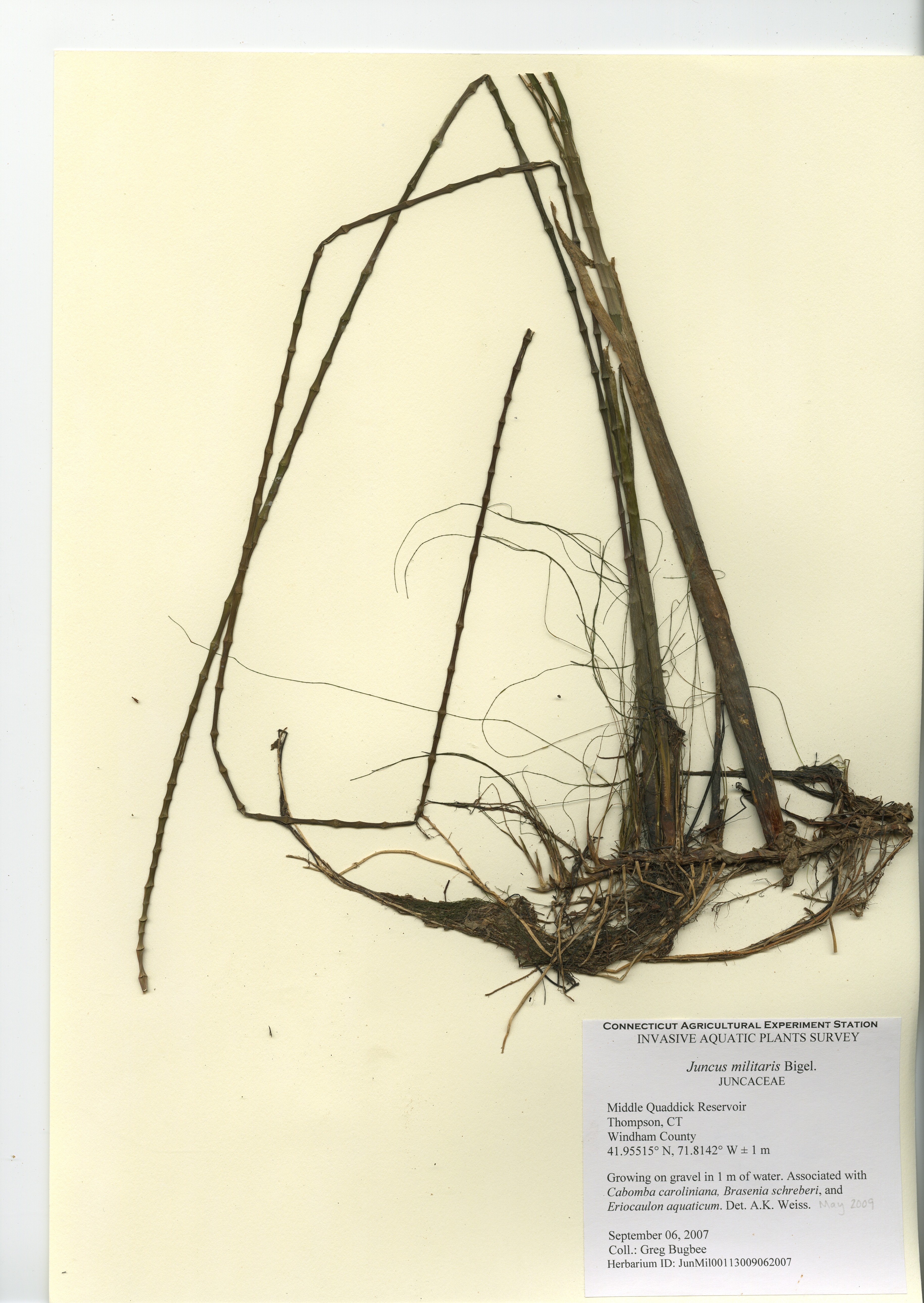 Juncus militaris, Middle Quaddick Reservoir in Thompson, September 6, 2017