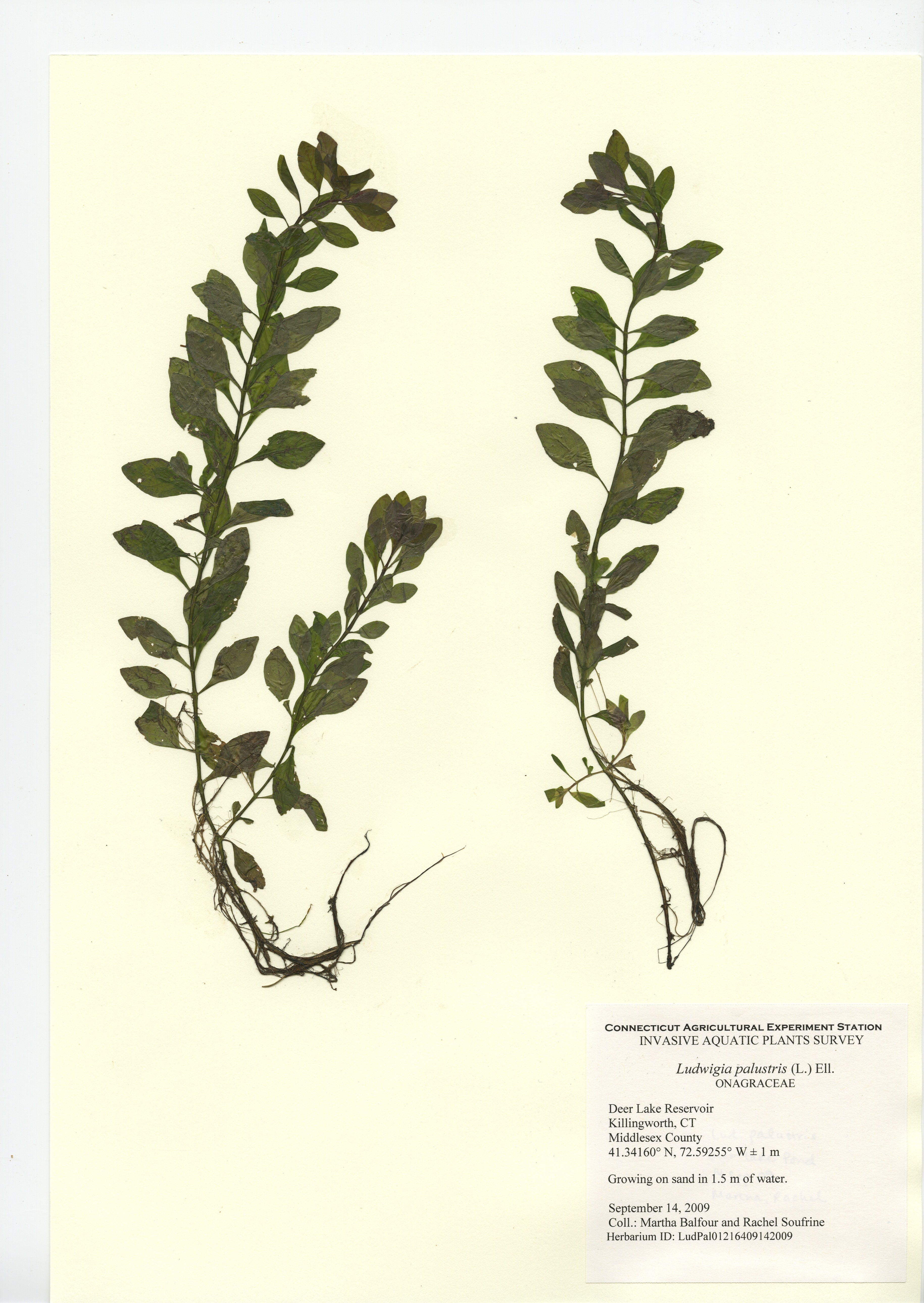 Ludwigia palustris, Deer Lake Reservoir in Killingworth September 14, 2009