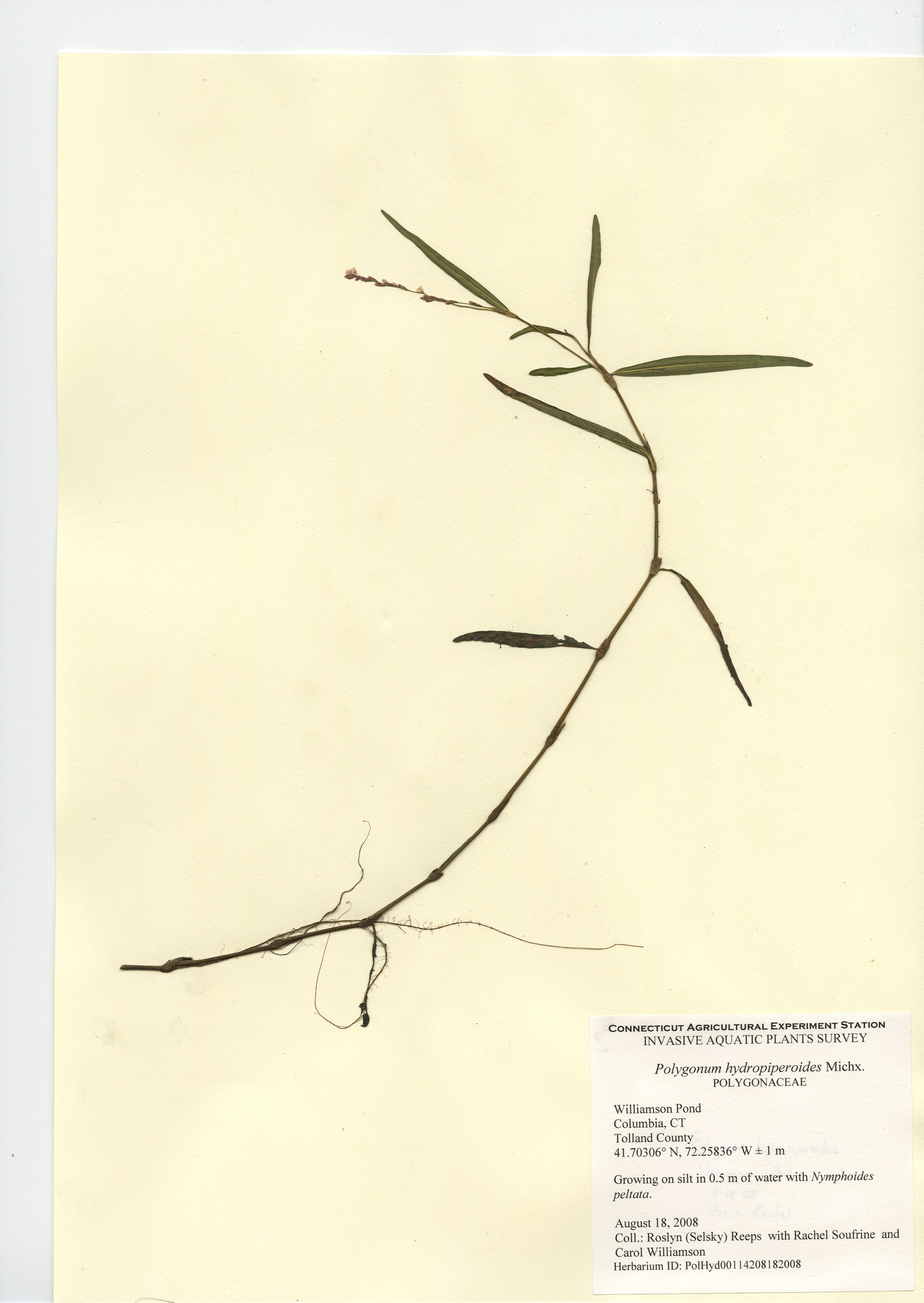 Polygonum hydropiperoides, Williamson Pond in Columbia, August 18, 2008