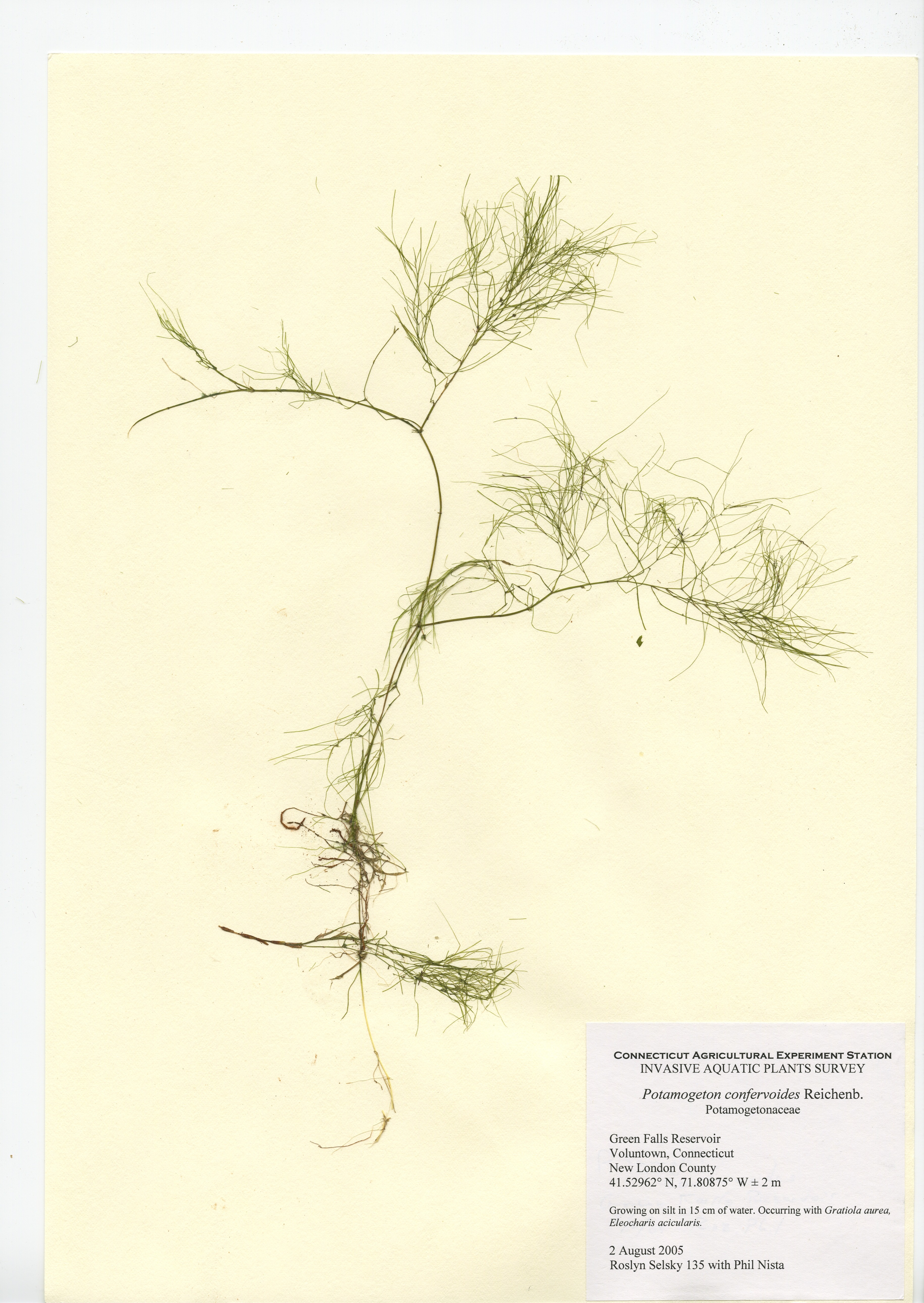 Potamogeton confervoides, Green Falls Reservoir in Voluntown, August 2, 2005