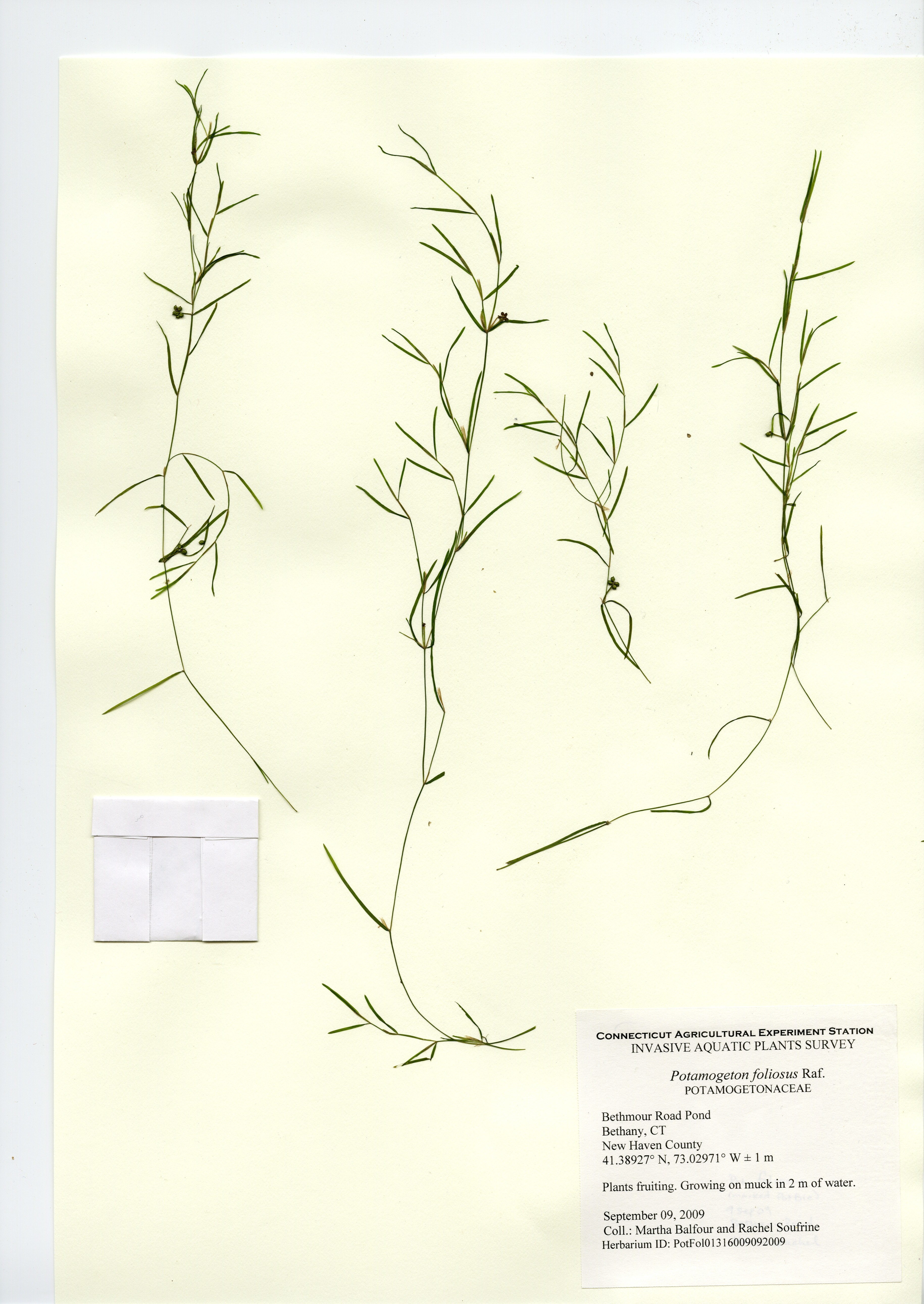 Potamogeton foliosus, Bethmour Road Pond in Bethany, September 9, 2009