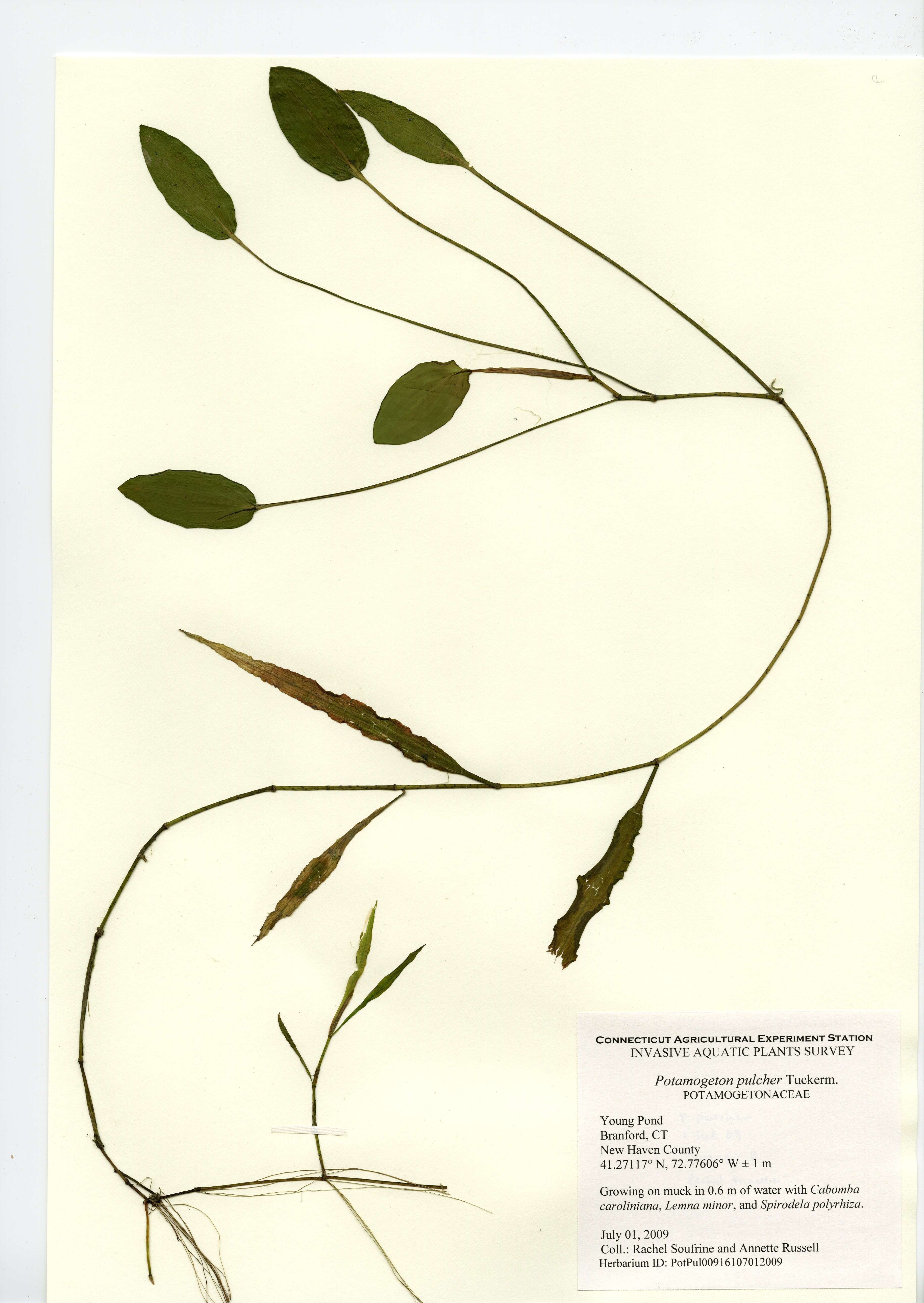 Potamogeton Pulcher, Young Pond in Branford, July 1, 2009