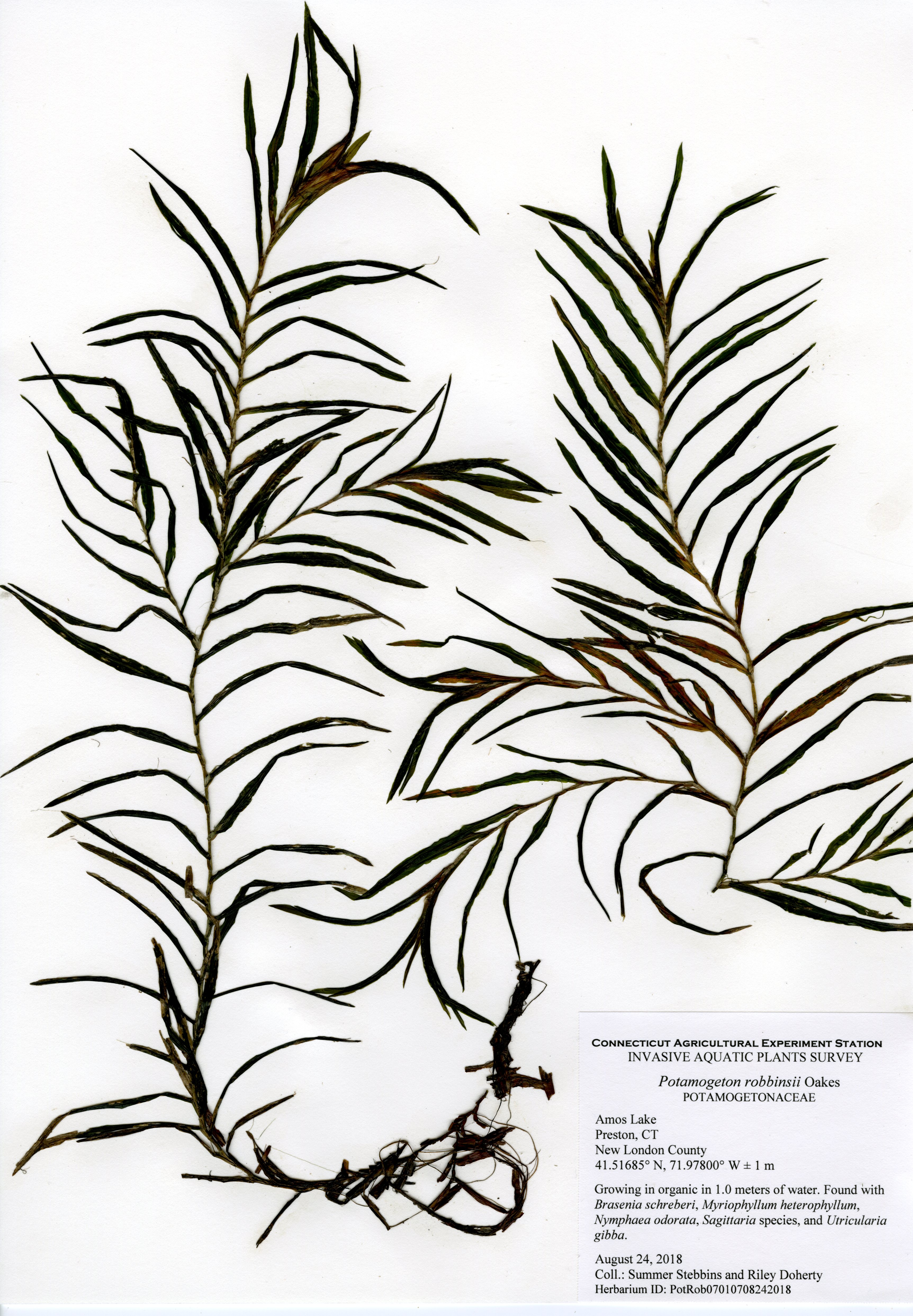 Potamogeton robbinsii, Amos Lake in Preston, August 24, 2018