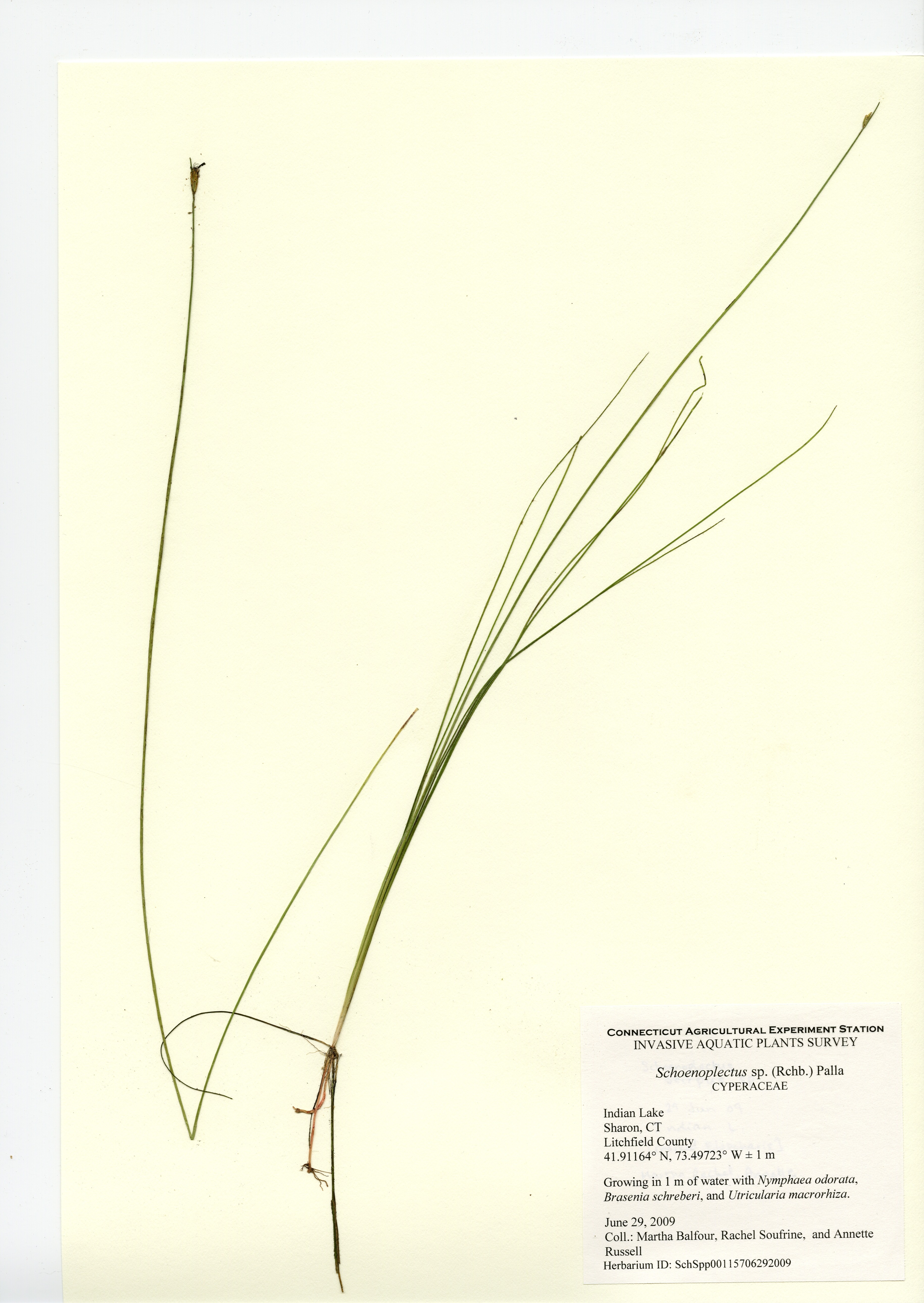 Schoenoplectus species, Indian Lake in Sharon, June 29, 2009