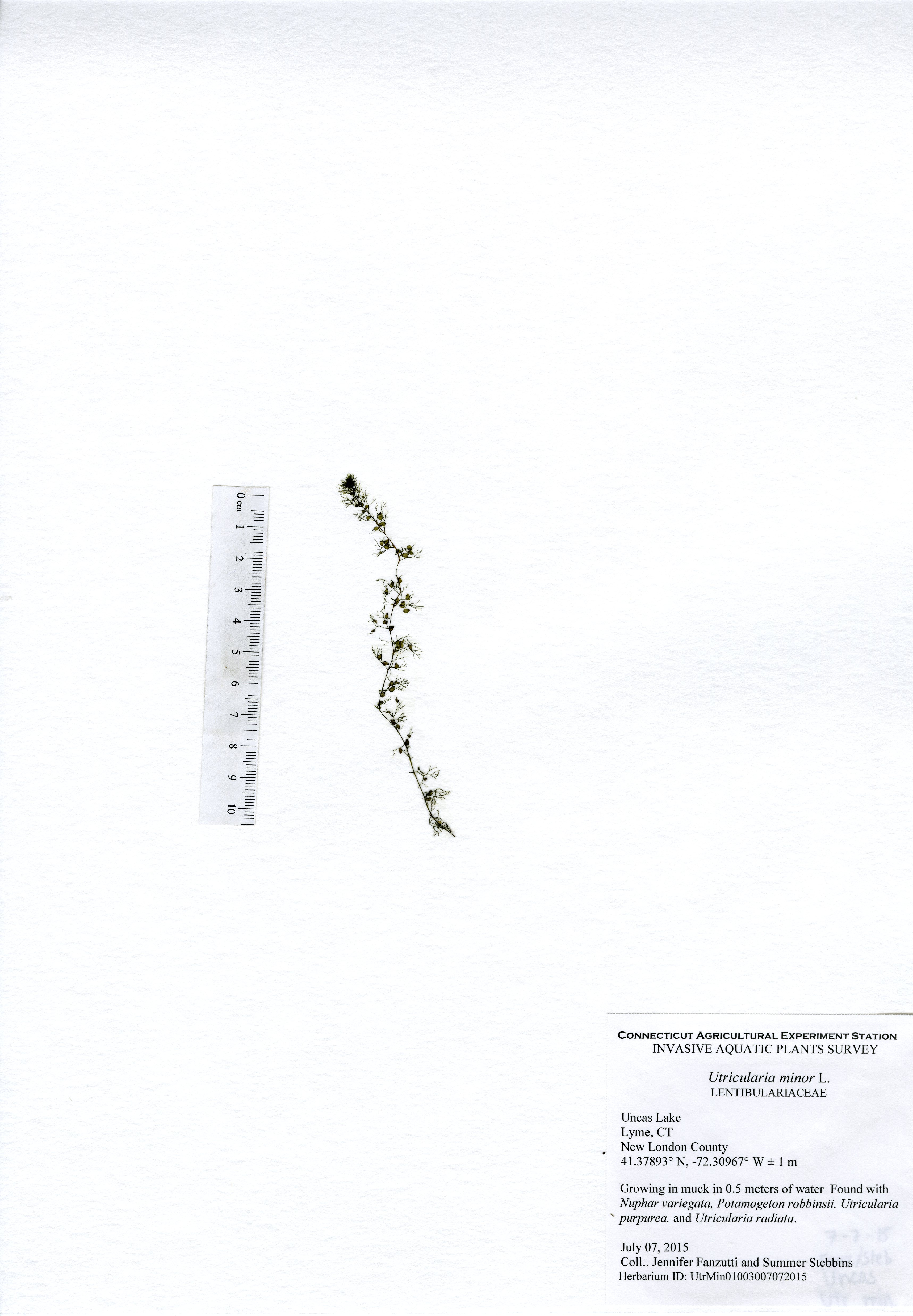 Utricularia minor, Uncas Lake in Lyme, July 7, 2015 