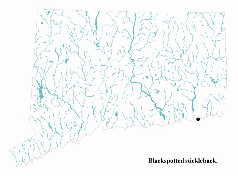 Blackspotted Stickleback