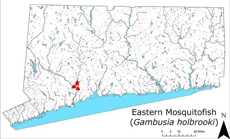 2024 distribution map of Eastern Mosquitofish in Connecticut
