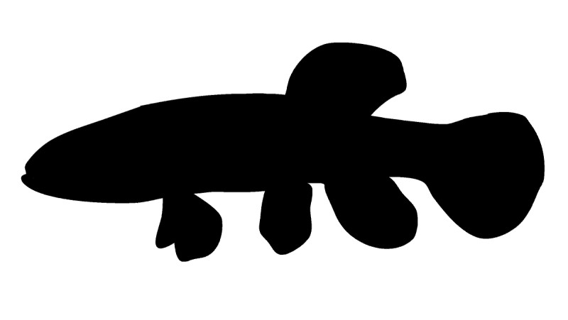 Mudminnow silhouette.