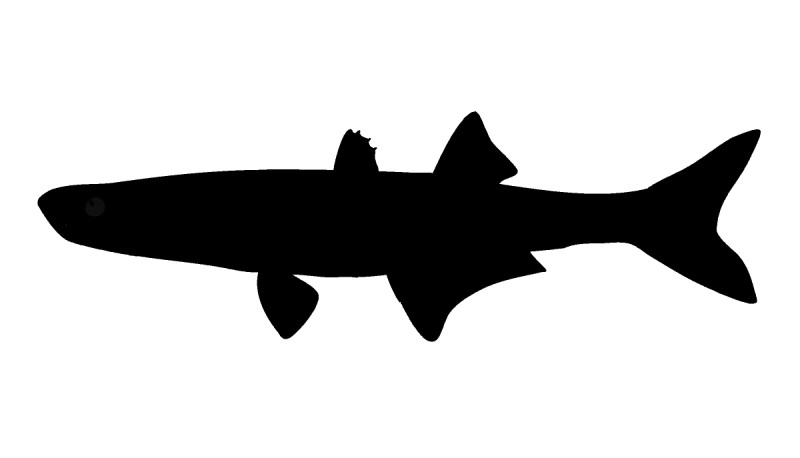 Silverside silhouette.