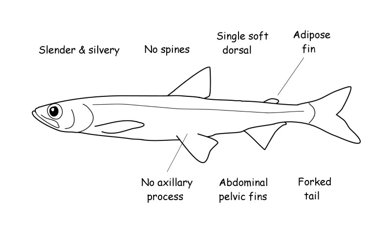Smelt characteristics. 