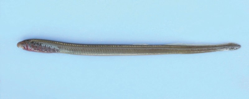 Juvenile sea lamprey.