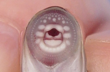 Brook lamprey transformant.