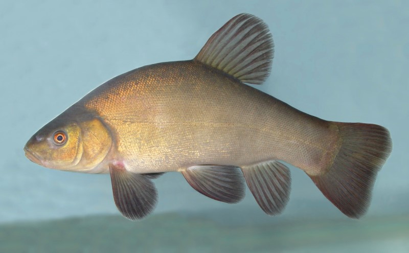 Tench.