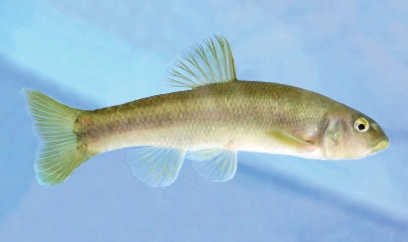 Swimming cutlips minnow.