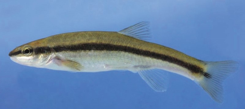Swimming blacknose dace.