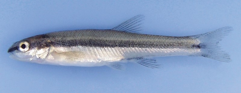 Juvenile blacknose dace.