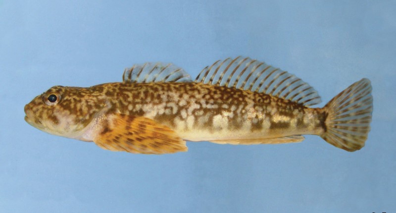 8 cm slimy sculpin in a tank.