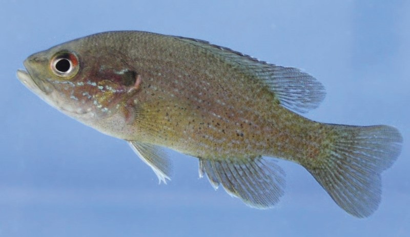Green sunfish in a tank.