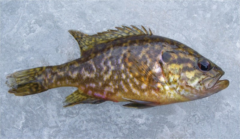 Warmouth from Beacon Falls.