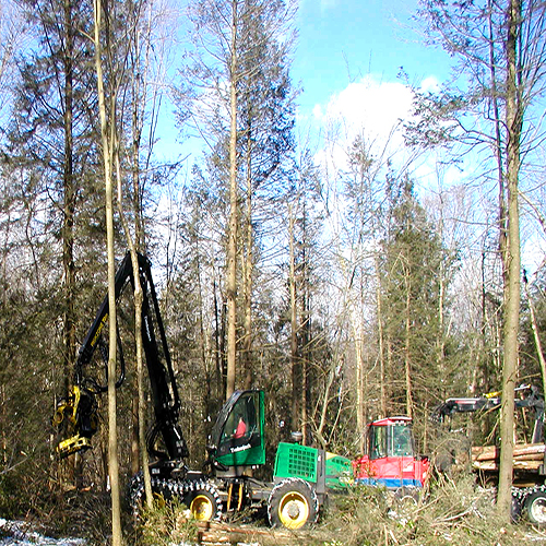 Harvesting trees in a hemlock stand.