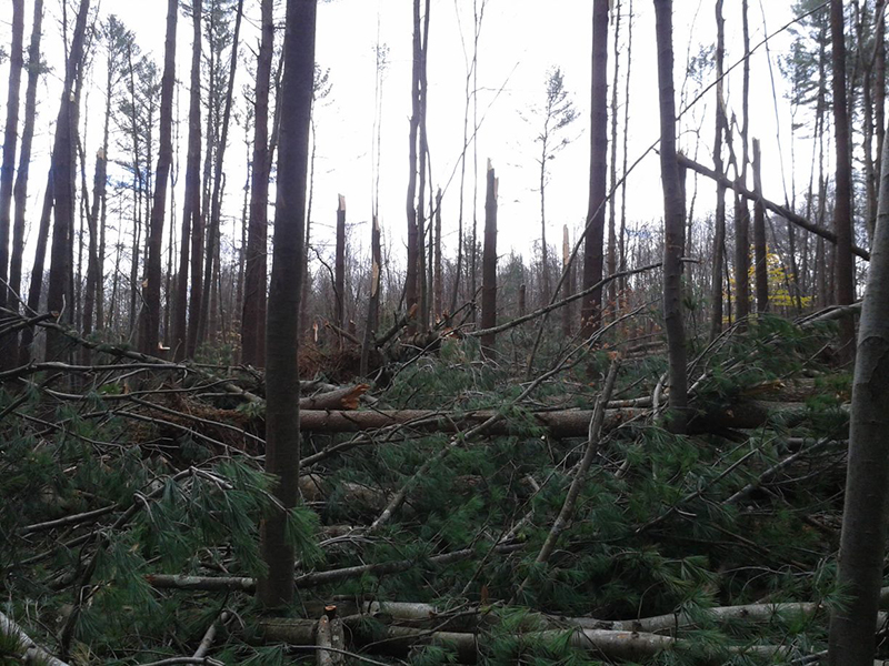 Damage to a stand of pines caused during Superstorm Sandy.