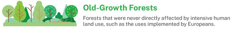 old growth forests are forests that were never directly affected by intesive human land use, such as the uses implemented by Europeans