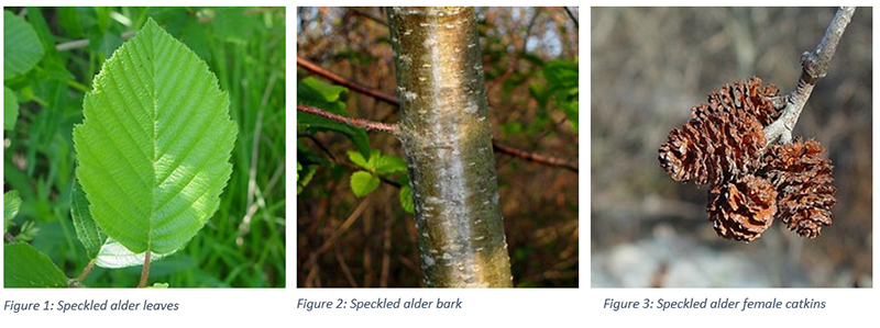 Speckled Alder