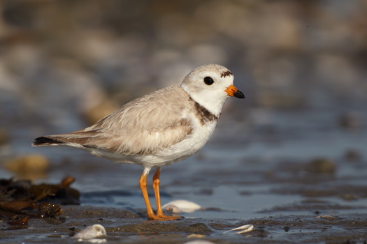 Piping Plover Photo