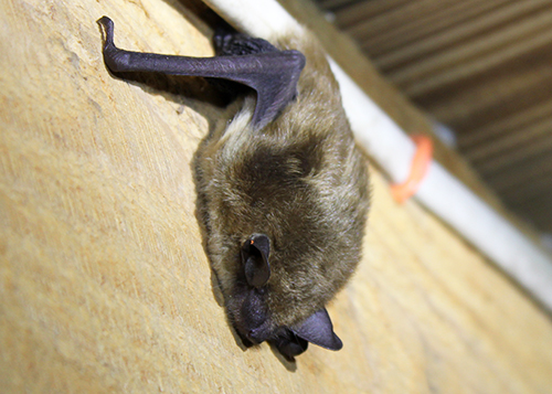 picture of bat hanging