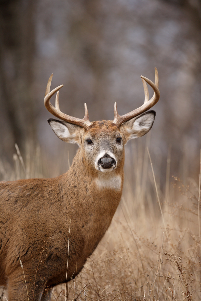 white-tailed deer