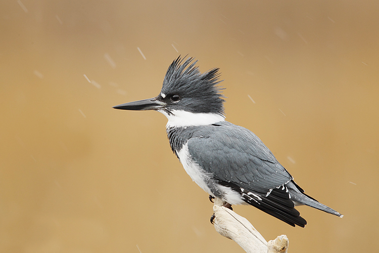belted kingfisher; photo credit Paul J. Fusco/DEEP Wildlife Division