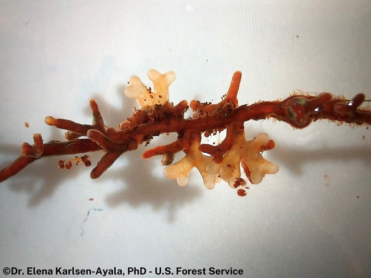 Photograph of plant root tip with mutualistic fungi