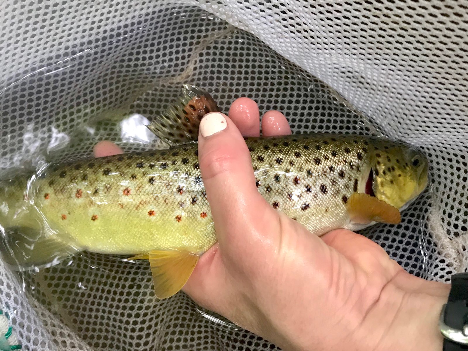 A Water Monitoring Group staff person holds a beautiful trout in a net.