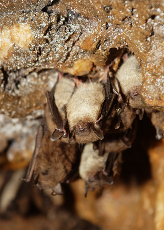 Little Brown Bats