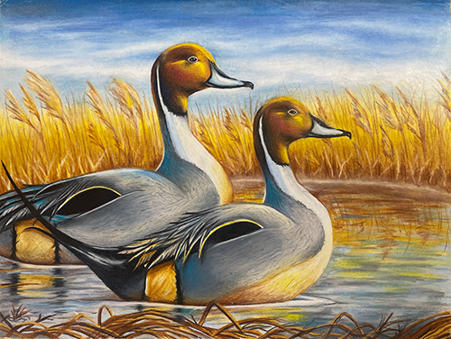 Artwork for the 2026 Connecticut Duck Stamp featuring two pintails.
