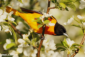 Baltimore Oriole