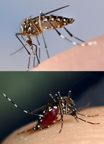 Aedes aegypti and Aedes albopictus